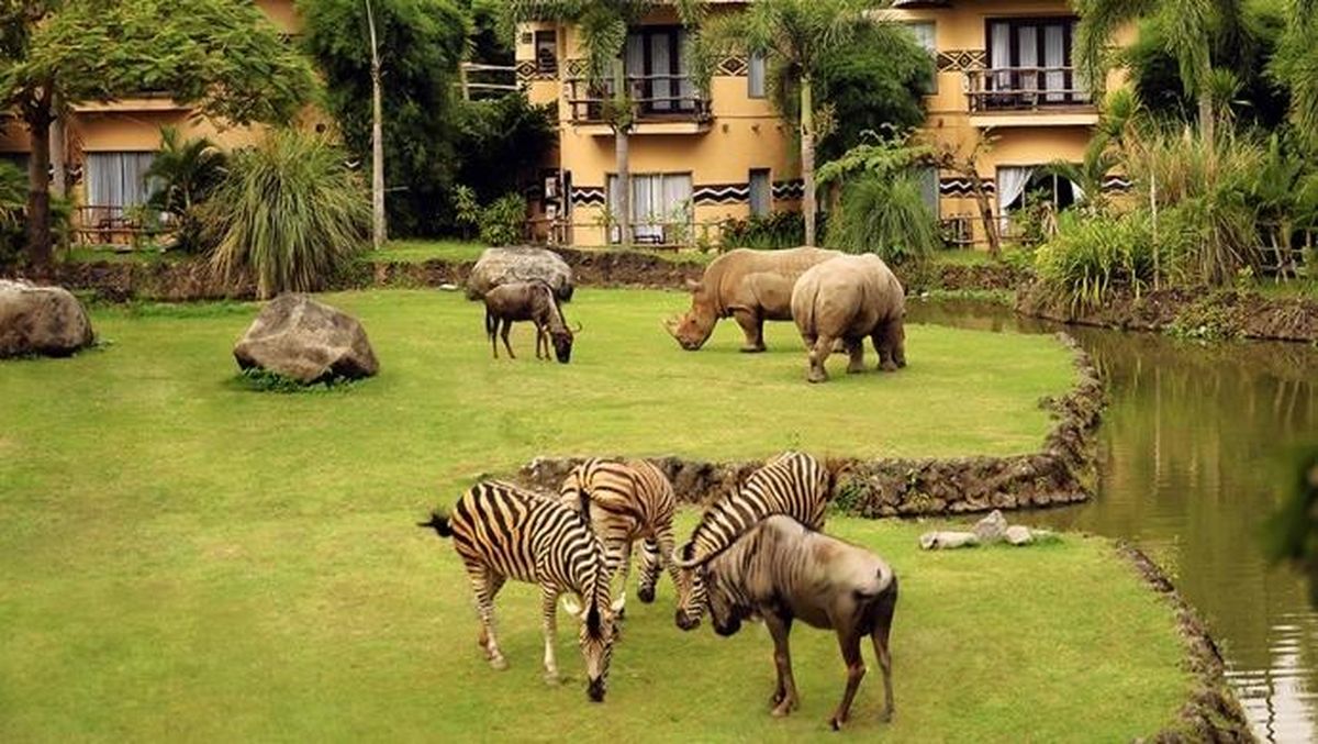 “Taman Safari Blacklist Tujuh Pengunjung yang Melanggar Aturan dengan Turun Mobil di Area Satwa”