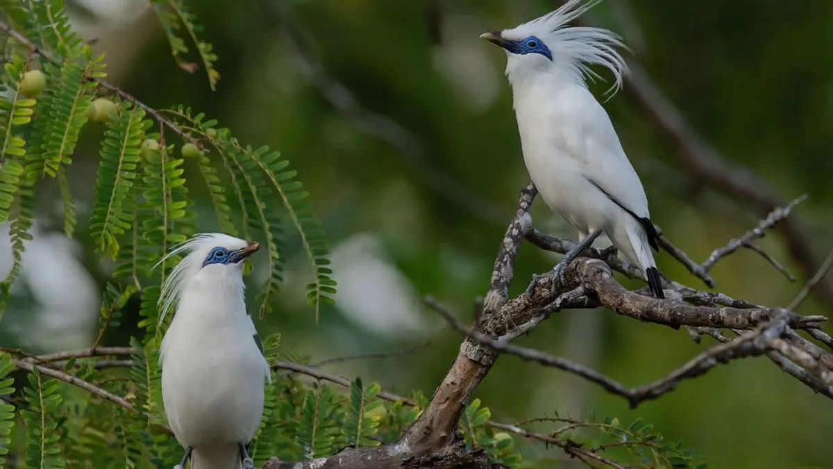 Lima Spesies Burung Langka di Indonesia yang Terancam Punah