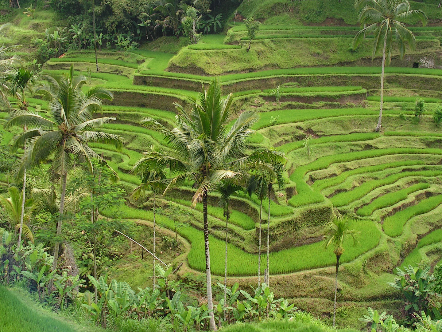 Tiga Situs Warisan Dunia di Indonesia Terancam Perubahan Iklim, Ini Daftarnya